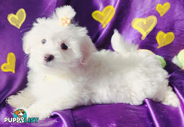 Pure White Malshies