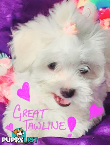 Pure White Malshies