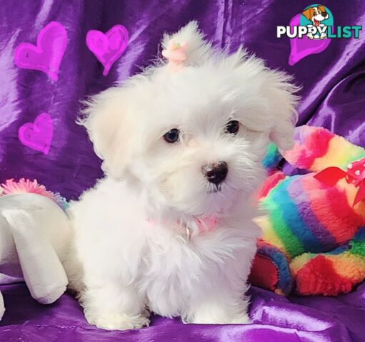 Pure White Malshies