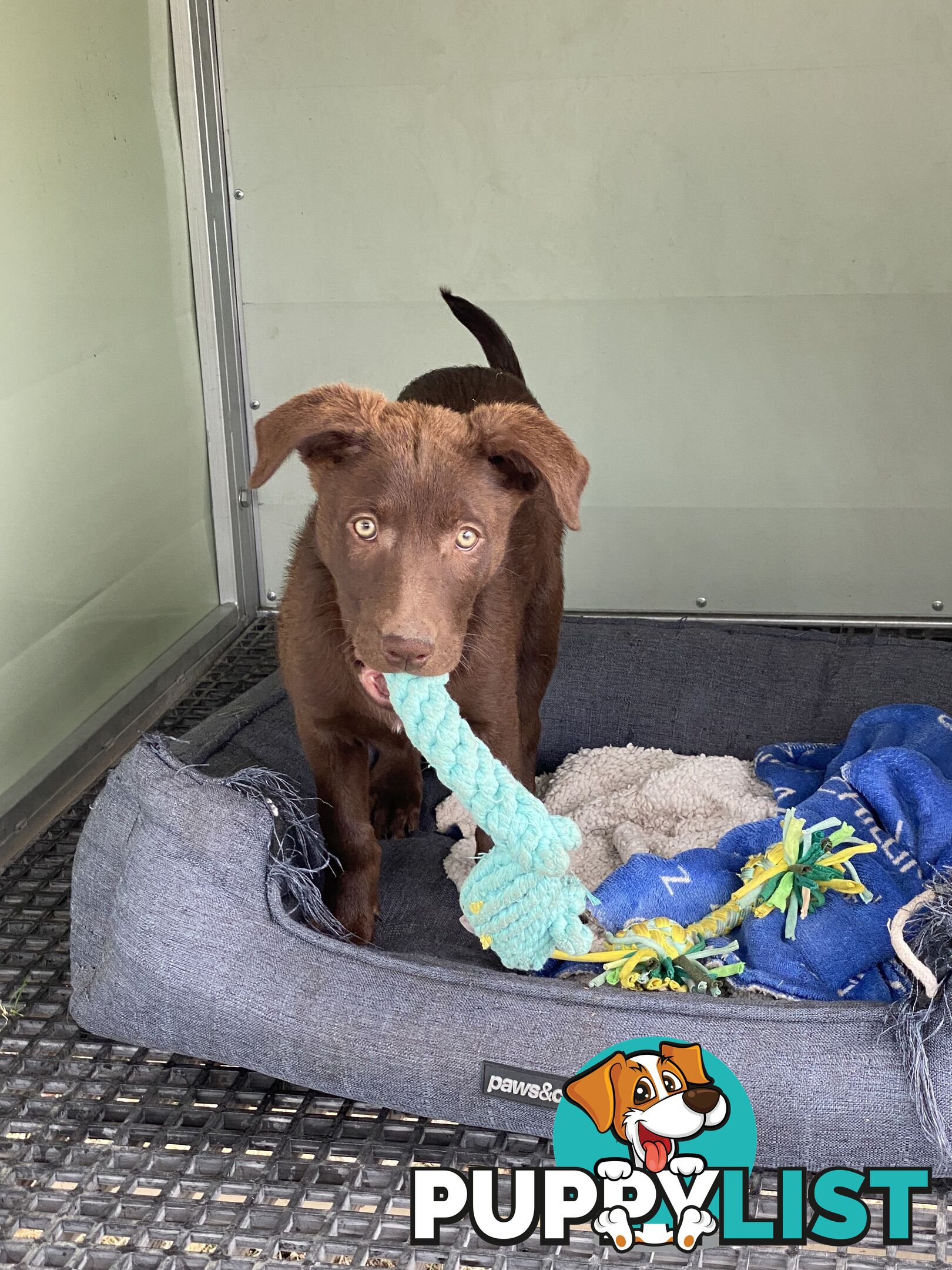 Purebred Kelpie pups from excellent working parents