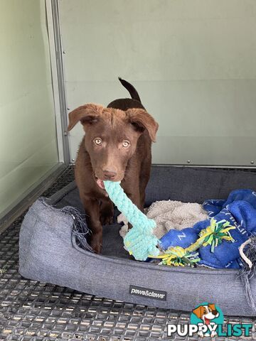 Purebred Kelpie pups from excellent working parents