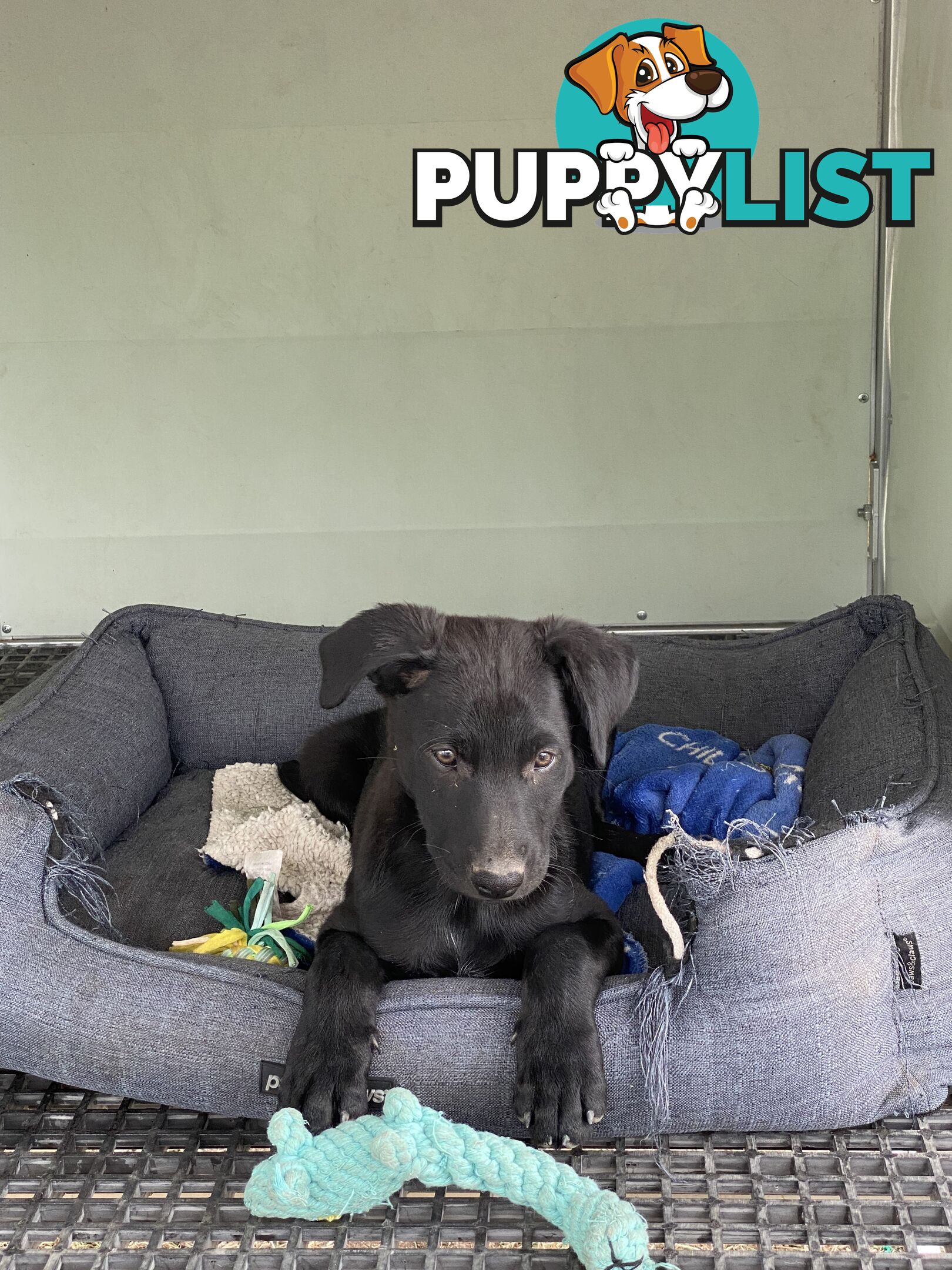 Purebred Kelpie pups from excellent working parents