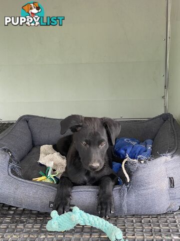 Purebred Kelpie pups from excellent working parents