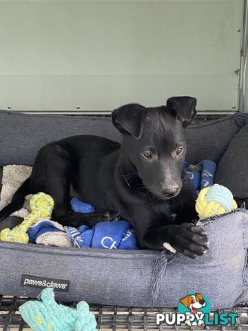 Purebred Kelpie pups from excellent working parents