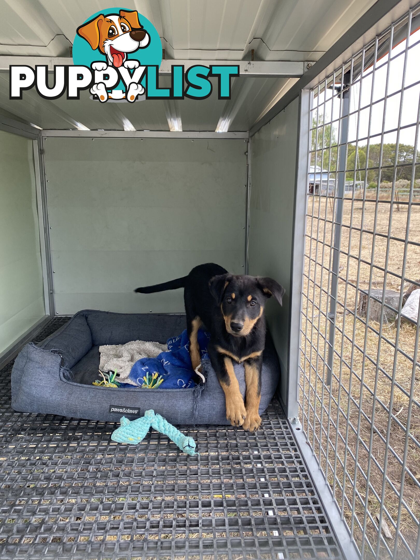 Purebred Kelpie pups from excellent working parents