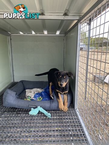 Purebred Kelpie pups from excellent working parents