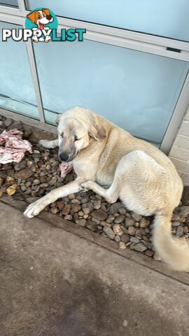 Turkish kangal