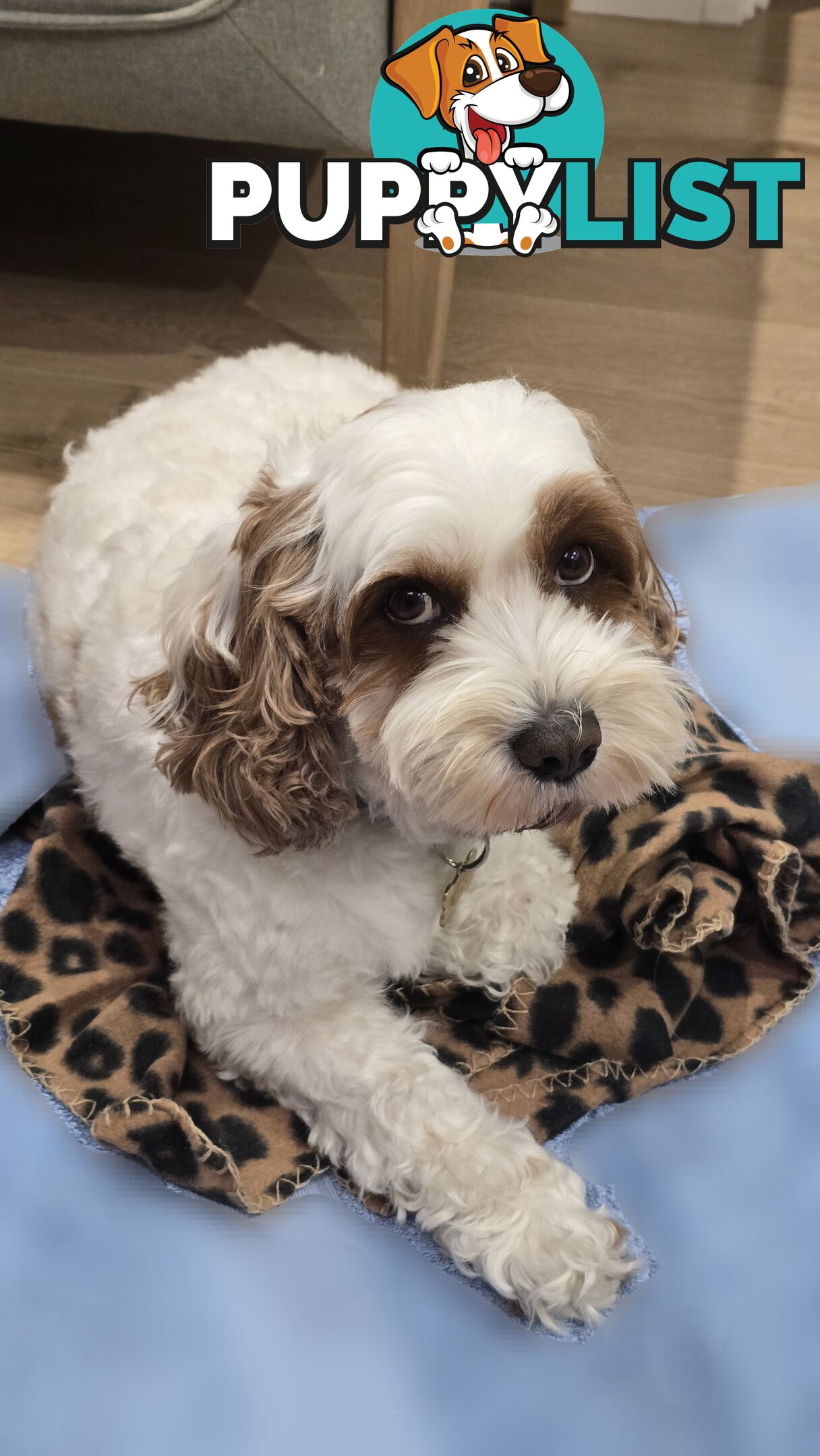 🐾 Cavoodle Stud Service – Meet Milo! 🐾