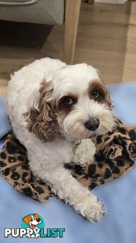 🐾 Cavoodle Stud Service – Meet Milo! 🐾