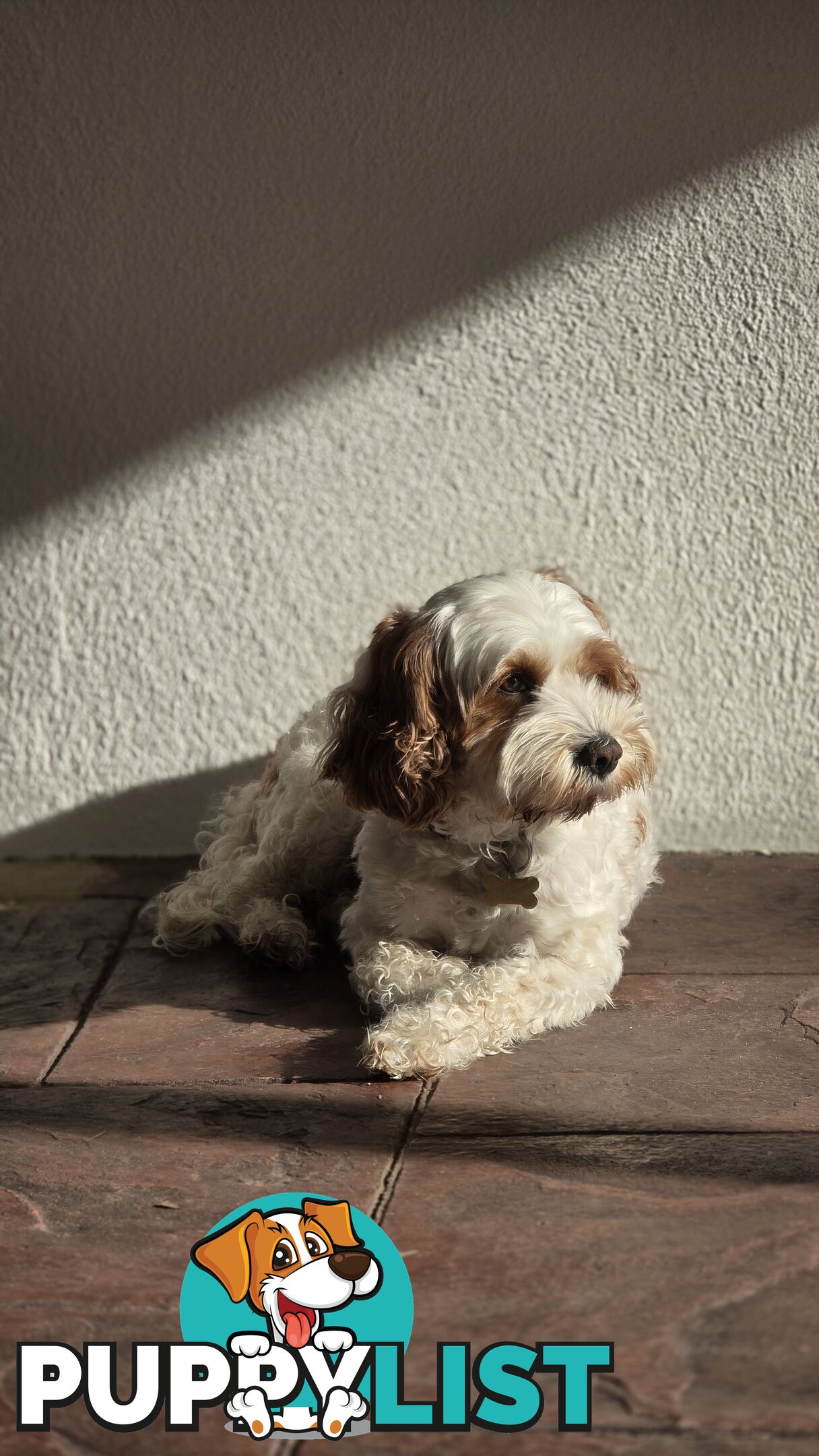 🐾 Cavoodle Stud Service – Meet Milo! 🐾