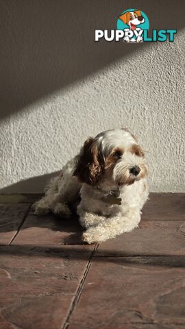 🐾 Cavoodle Stud Service – Meet Milo! 🐾