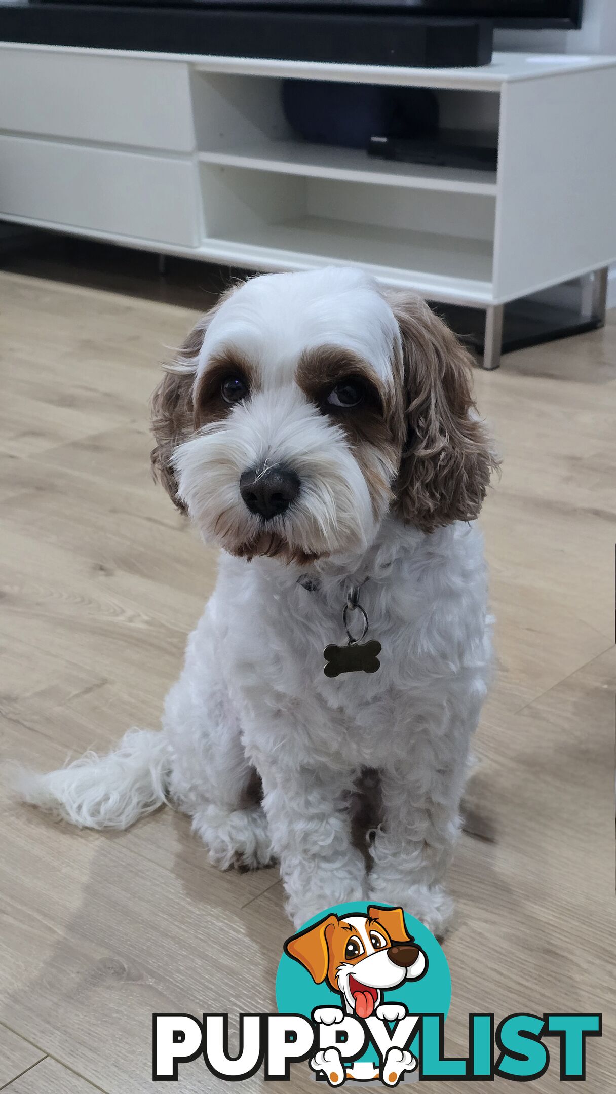 🐾 Cavoodle Stud Service – Meet Milo! 🐾