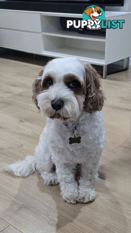 🐾 Cavoodle Stud Service – Meet Milo! 🐾