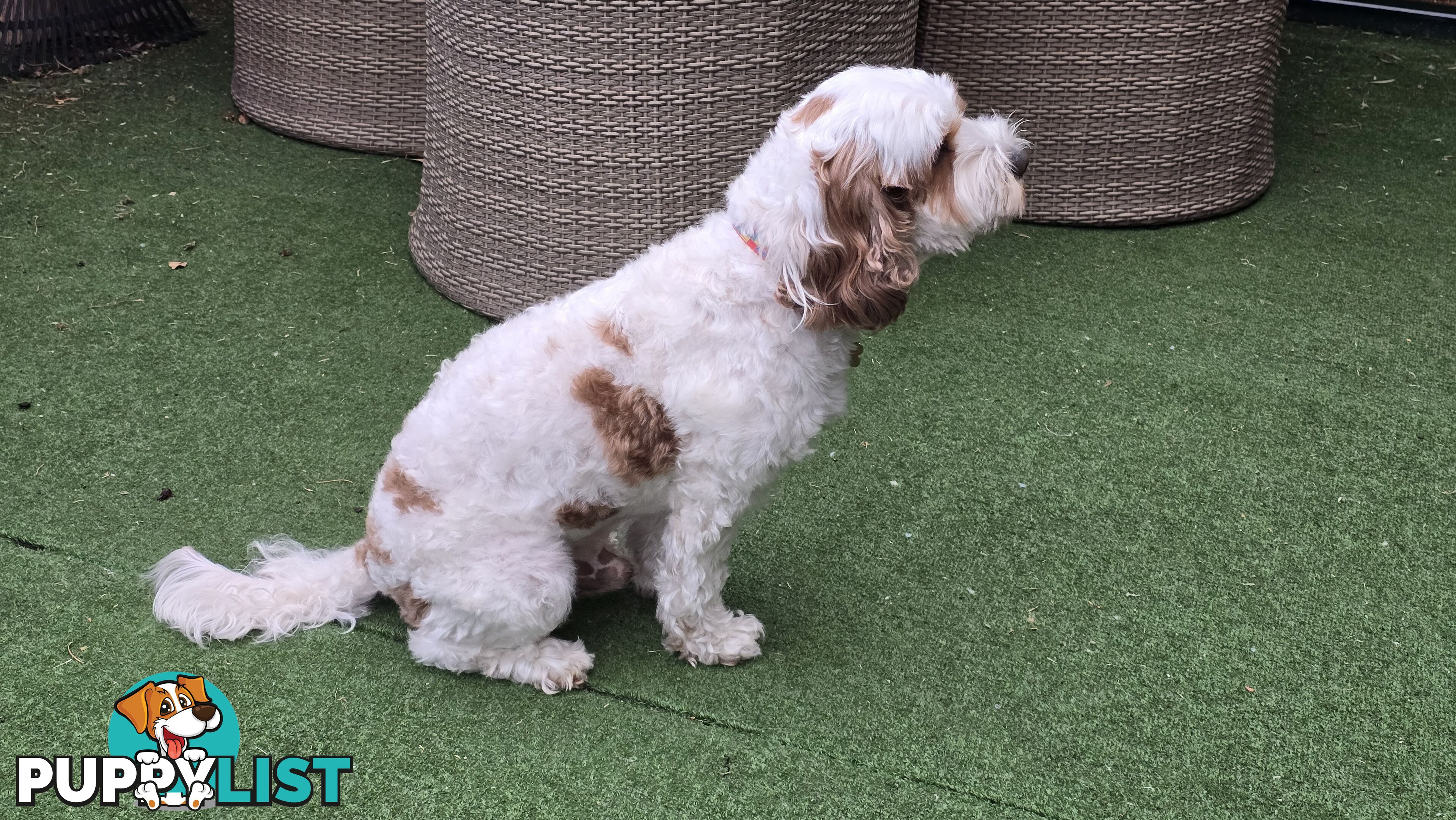 🐾 Cavoodle Stud Service – Meet Milo! 🐾