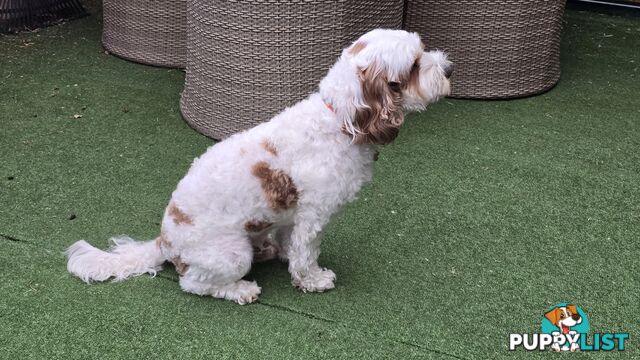 🐾 Cavoodle Stud Service – Meet Milo! 🐾