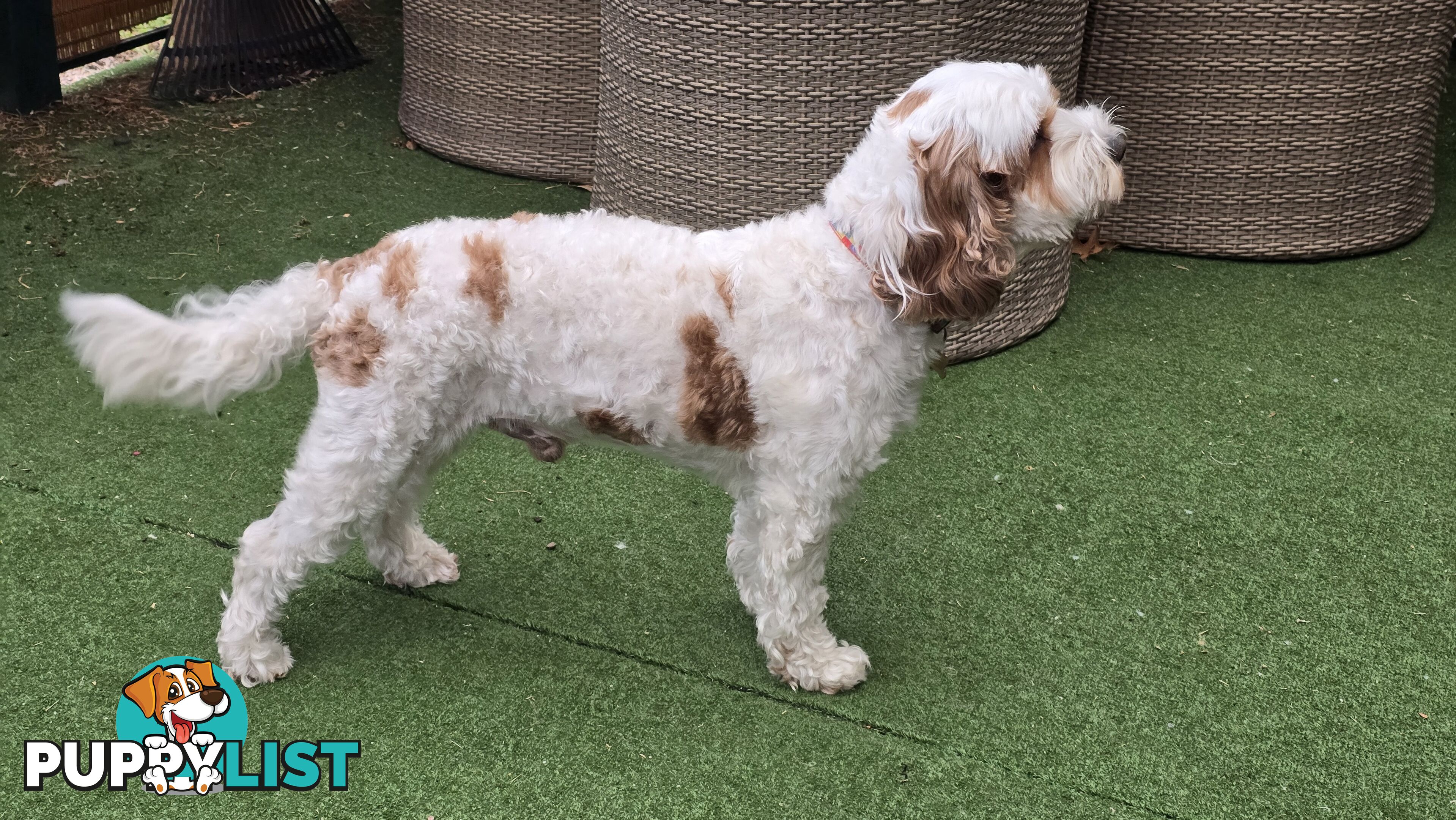 🐾 Cavoodle Stud Service – Meet Milo! 🐾
