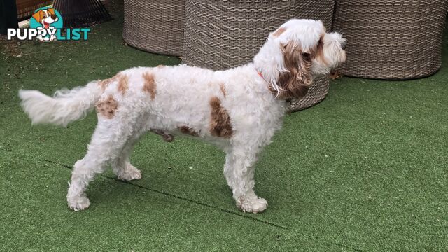 🐾 Cavoodle Stud Service – Meet Milo! 🐾
