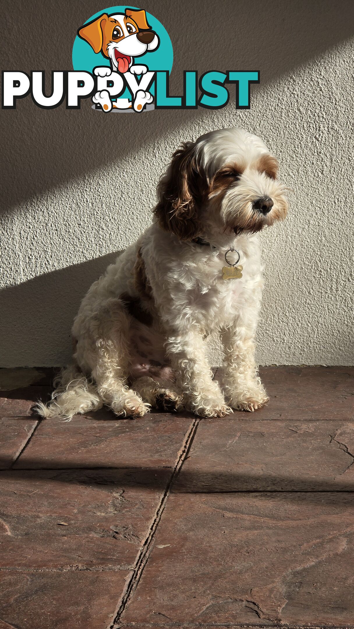 🐾 Cavoodle Stud Service – Meet Milo! 🐾
