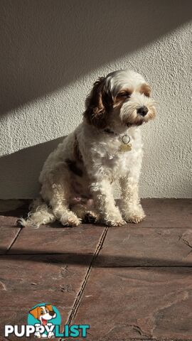 🐾 Cavoodle Stud Service – Meet Milo! 🐾