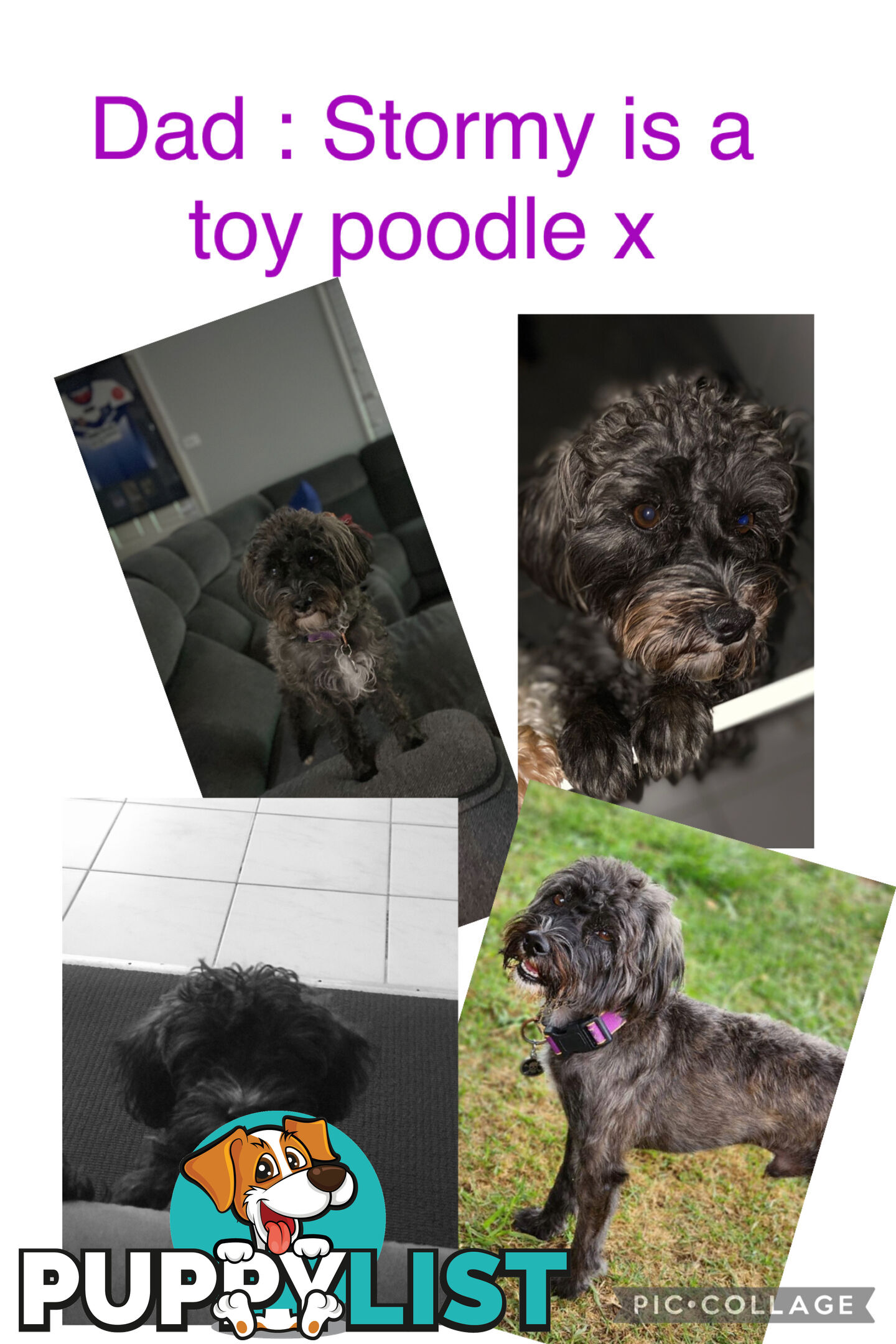 Miniature Schnauzer x toy poodle