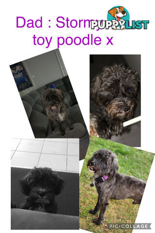 Miniature Schnauzer x toy poodle