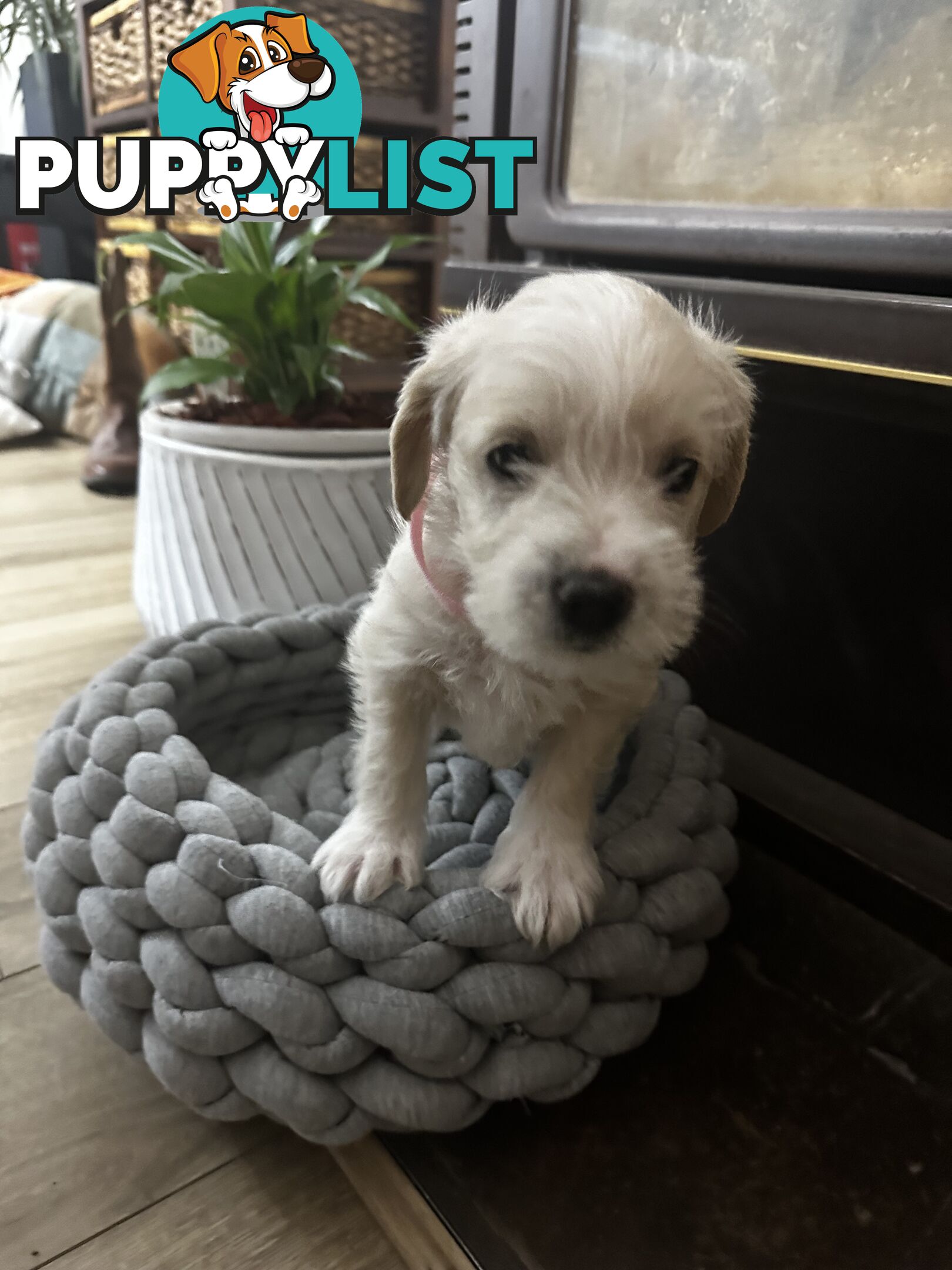 Miniature Schnauzer x toy poodle