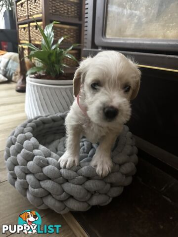 Miniature Schnauzer x toy poodle