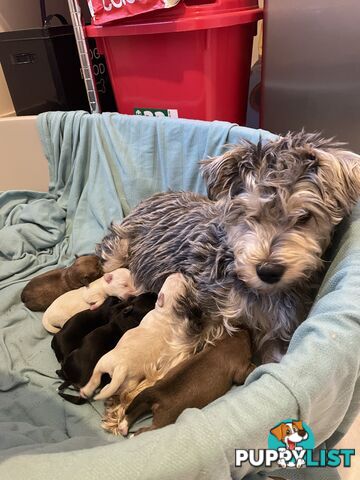 Miniature Schnauzer x toy poodle