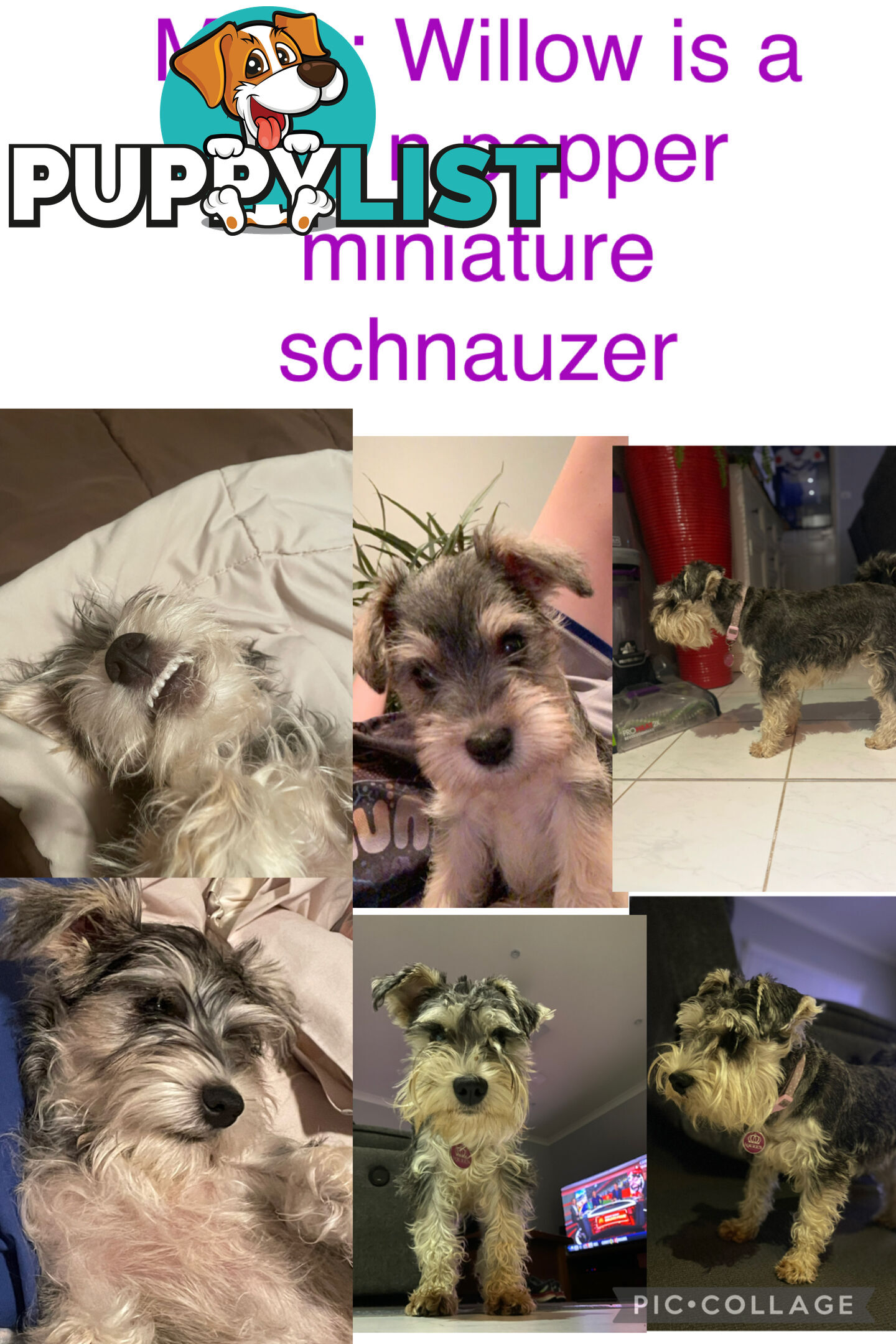 Miniature Schnauzer x toy poodle
