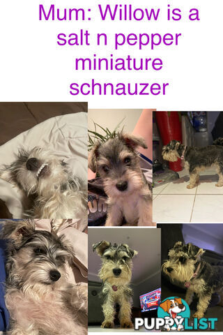 Miniature Schnauzer x toy poodle