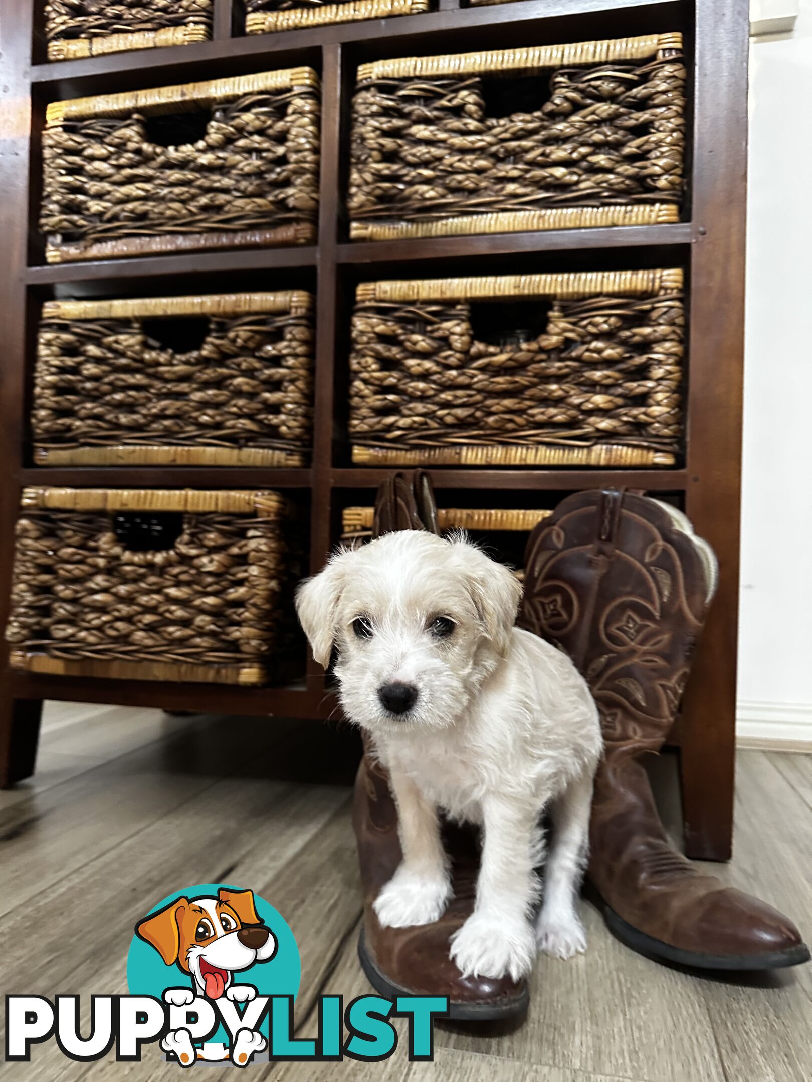 Miniature Schnauzer x toy poodle