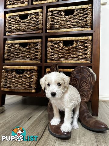 Miniature Schnauzer x toy poodle