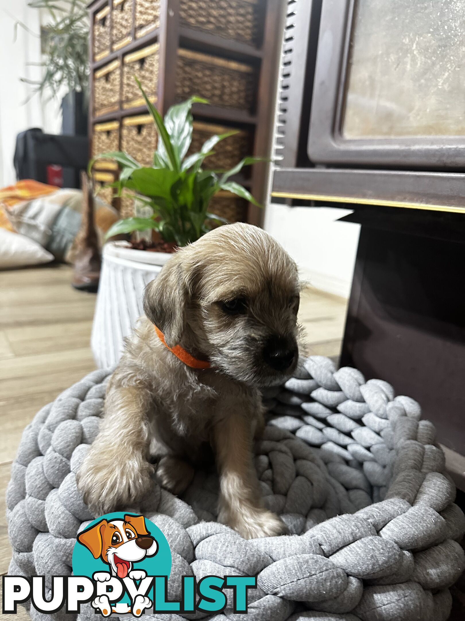 Miniature Schnauzer x toy poodle