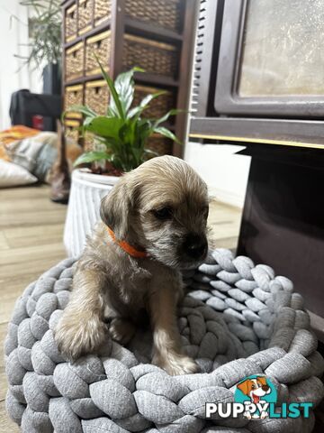 Miniature Schnauzer x toy poodle