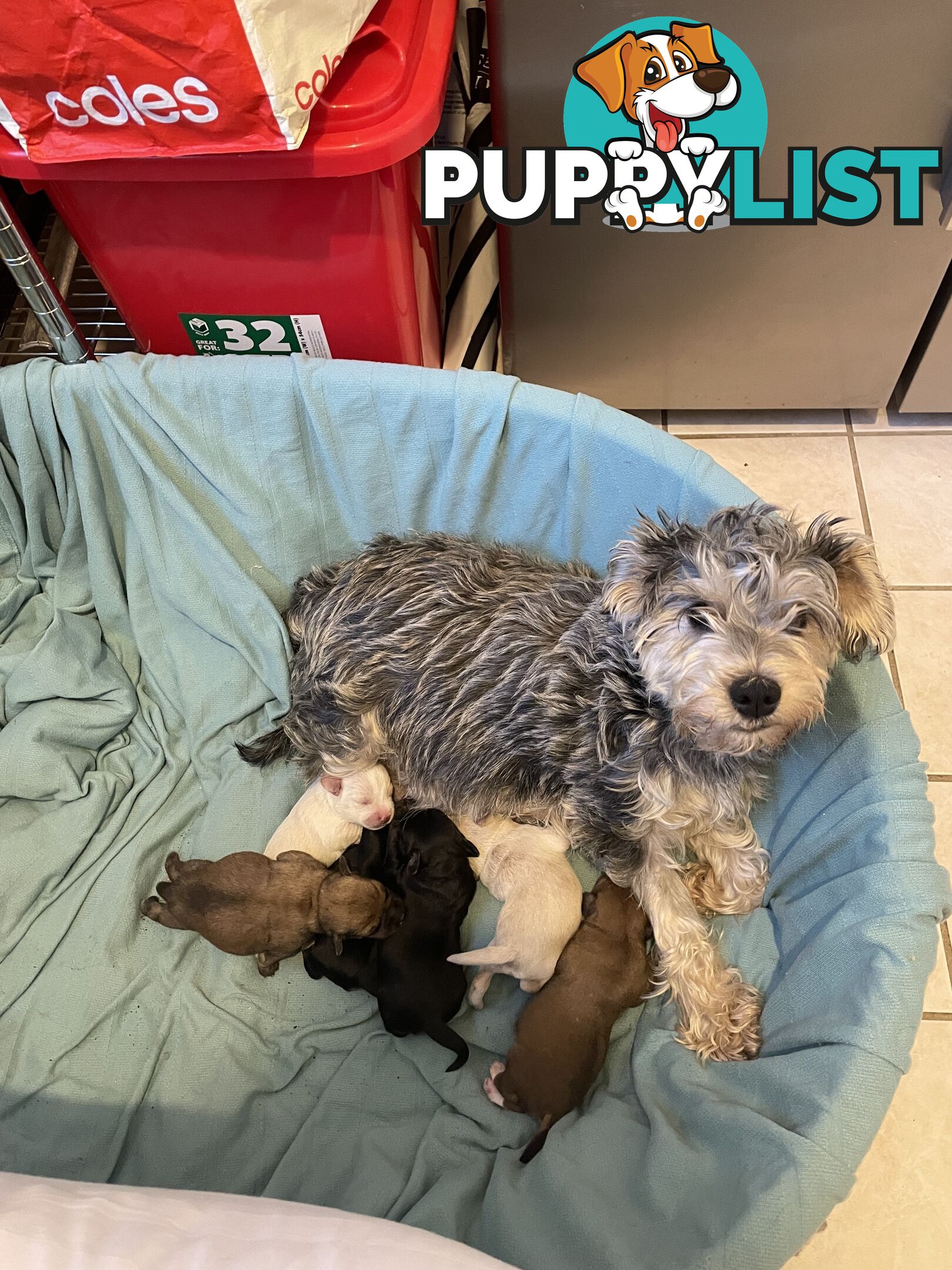 Miniature Schnauzer x toy poodle