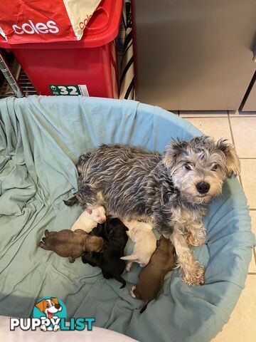 Miniature Schnauzer x toy poodle