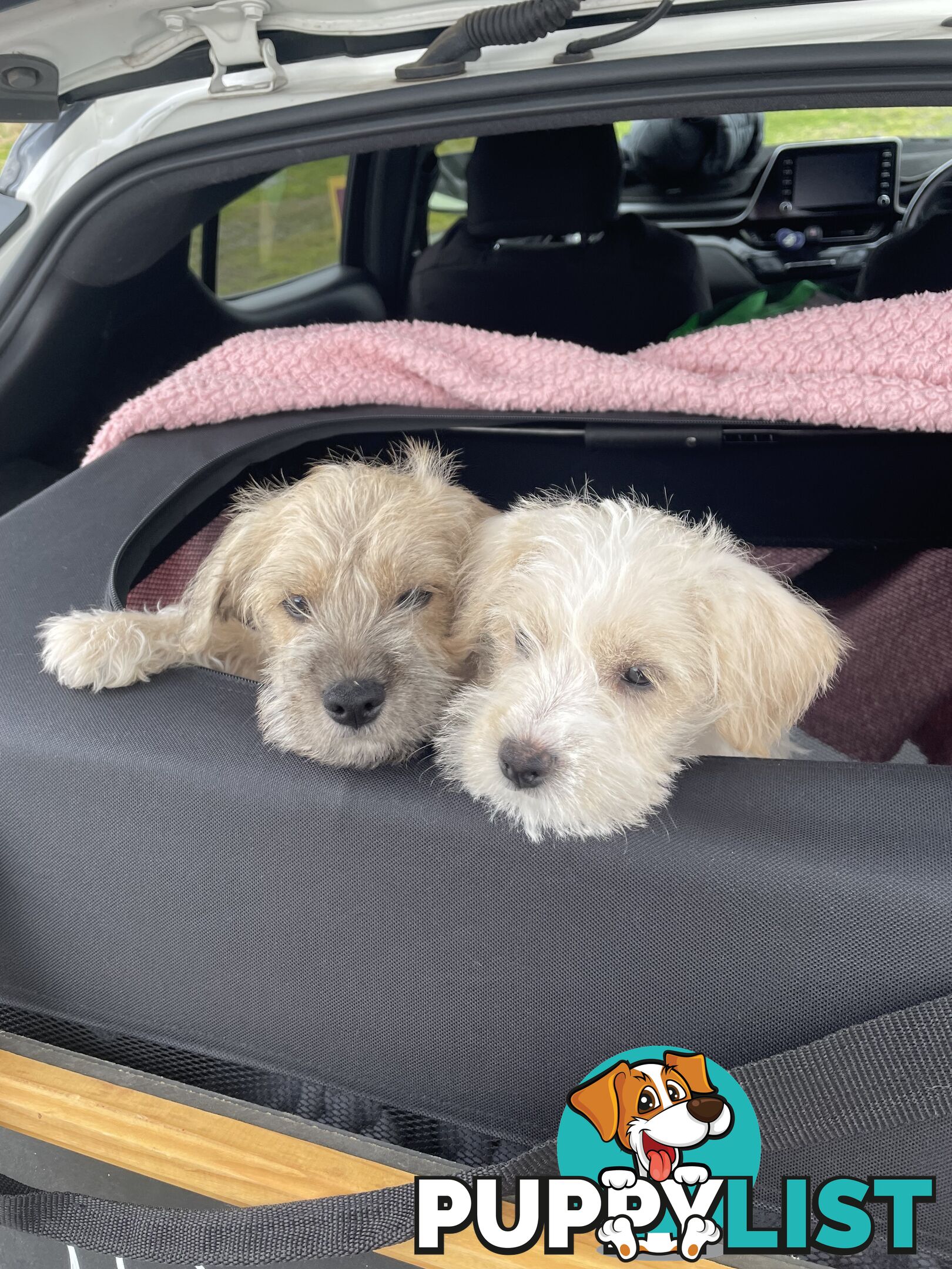 Miniature Schnauzer x toy poodle