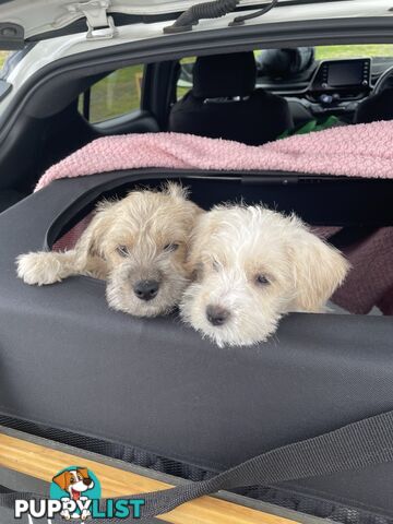 Miniature Schnauzer x toy poodle