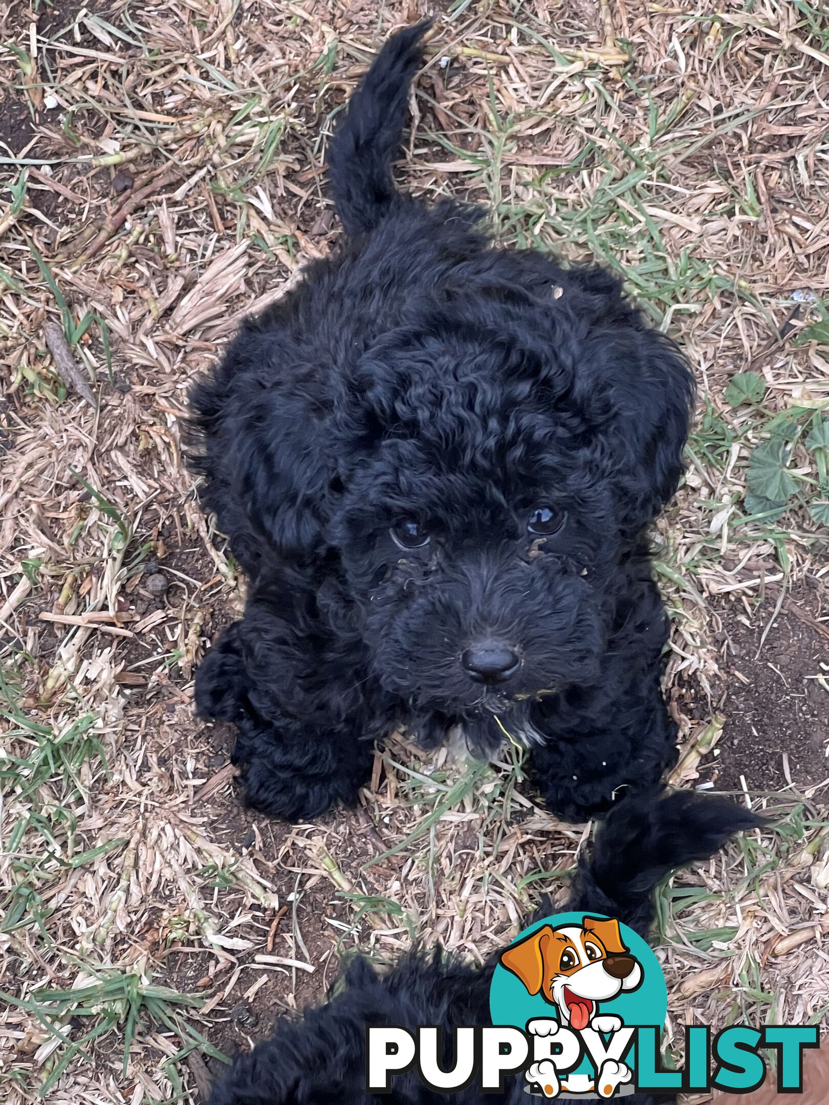 Black Toy Poodle x Cavoodle puppies