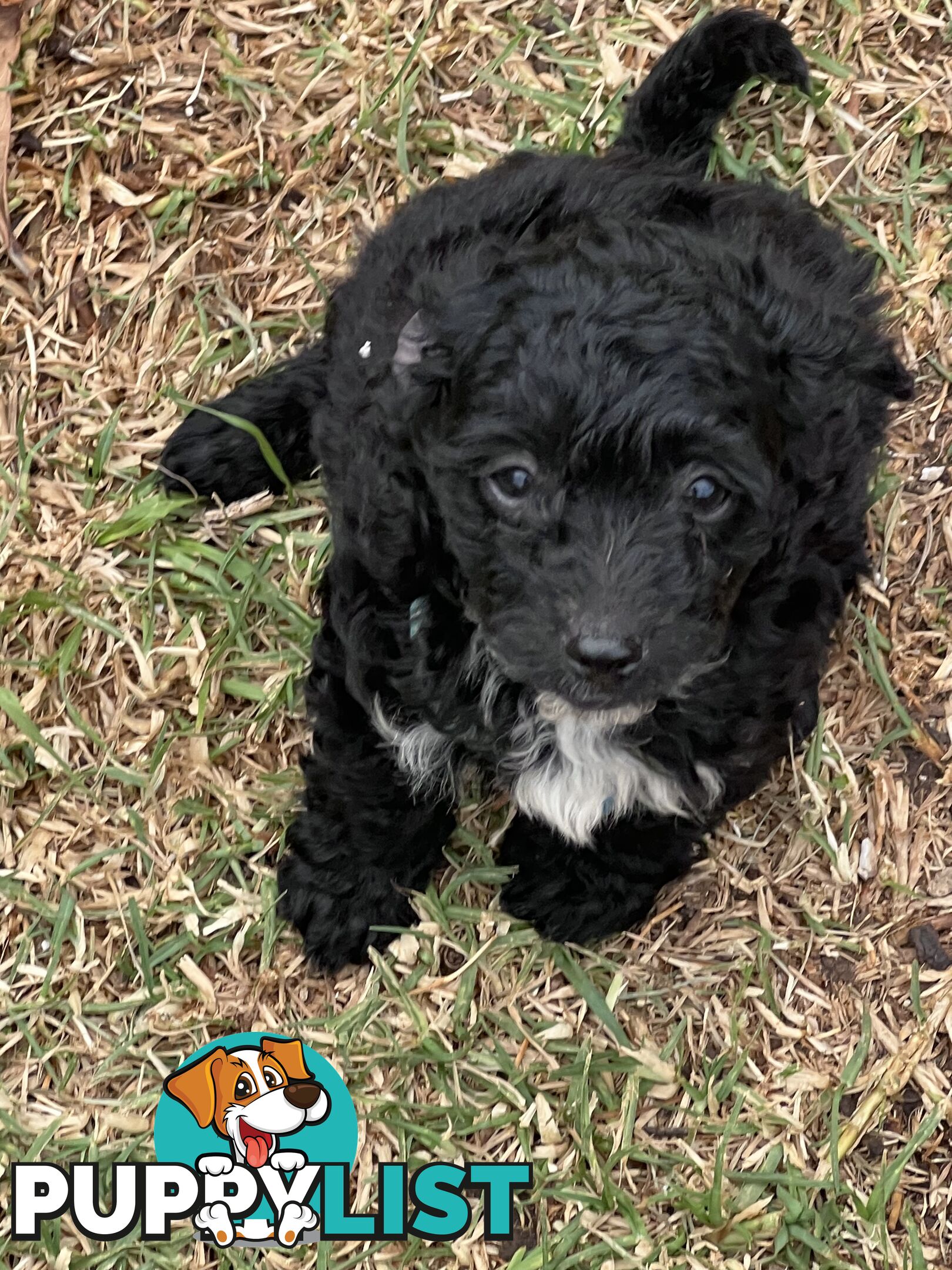 Black Toy Poodle x Cavoodle puppies