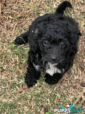 Black Toy Poodle x Cavoodle puppies