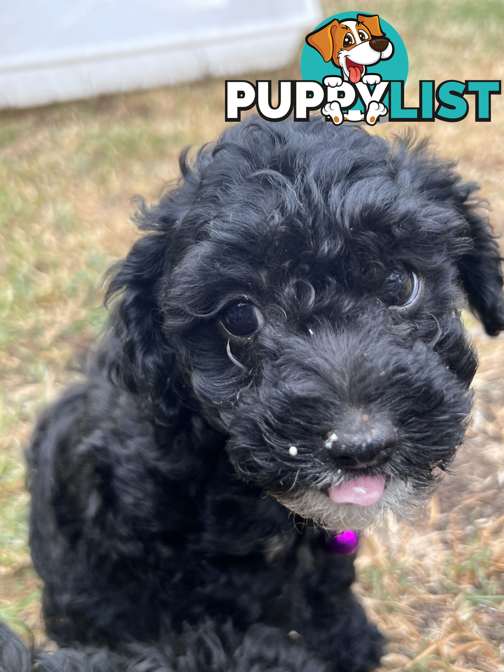 Black Toy Poodle x Cavoodle puppies