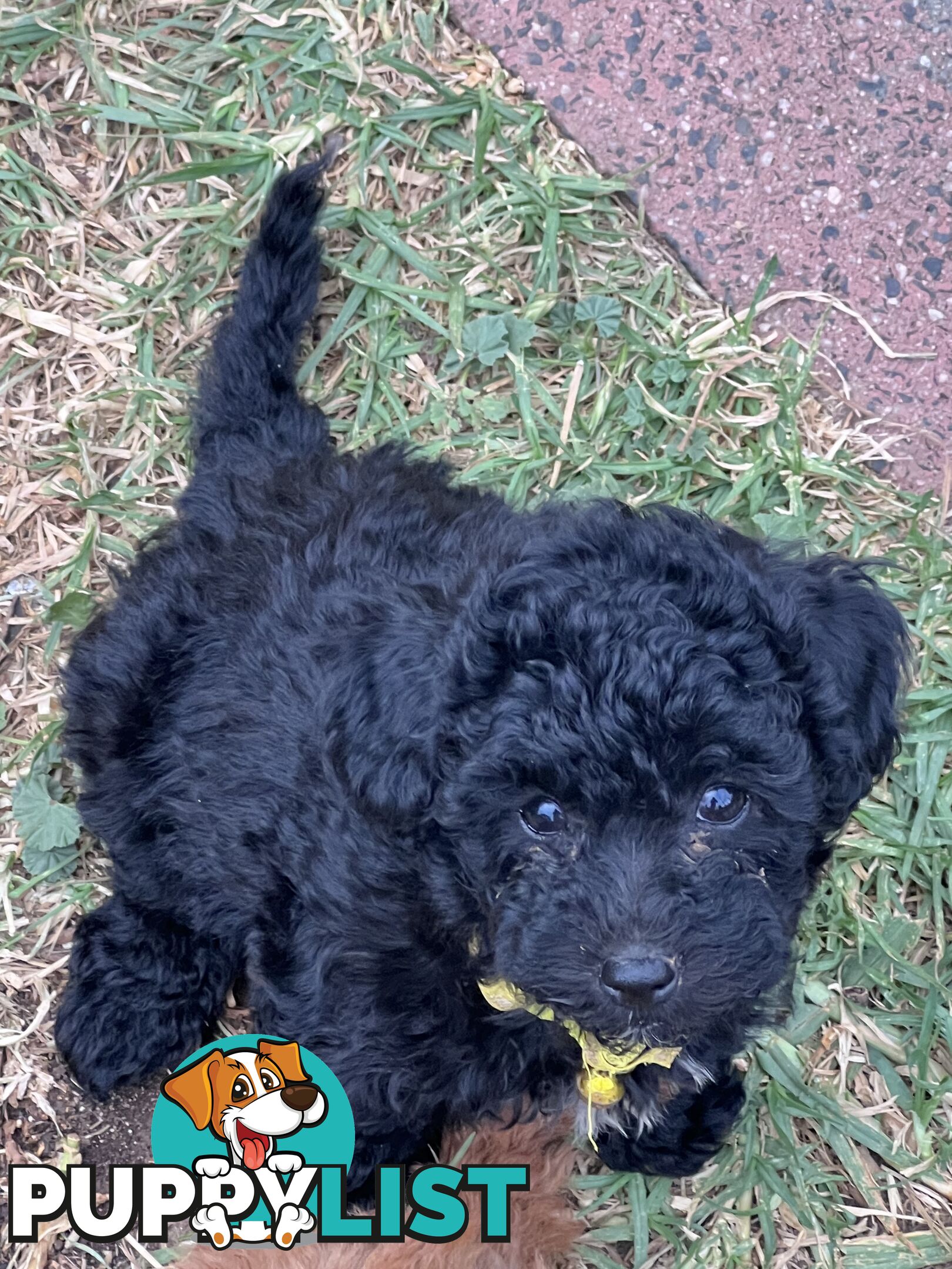 Black Toy Poodle x Cavoodle puppies