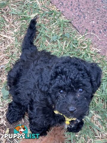 Black Toy Poodle x Cavoodle puppies