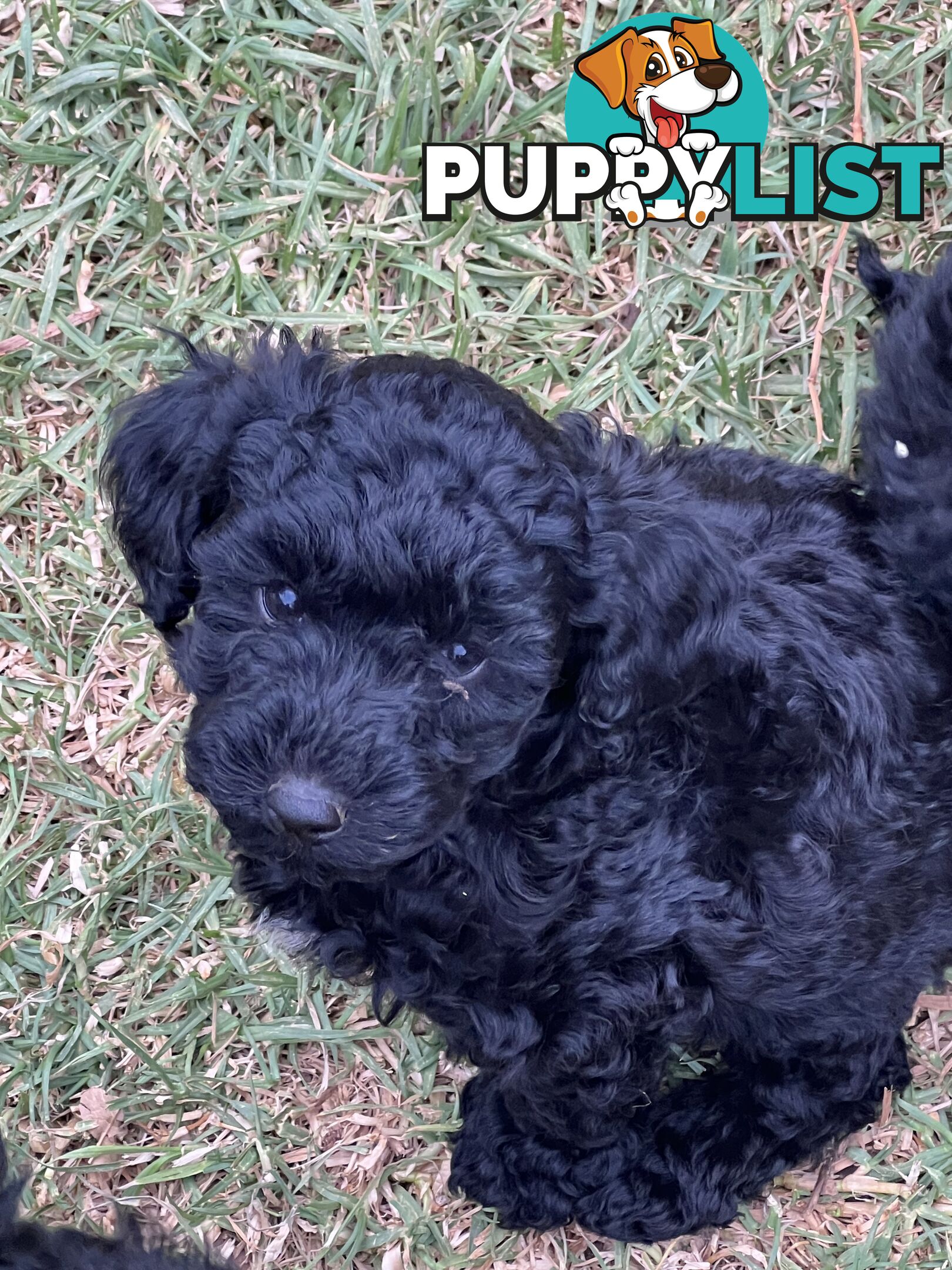 Black Toy Poodle x Cavoodle puppies