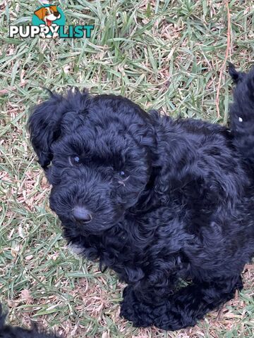 Black Toy Poodle x Cavoodle puppies