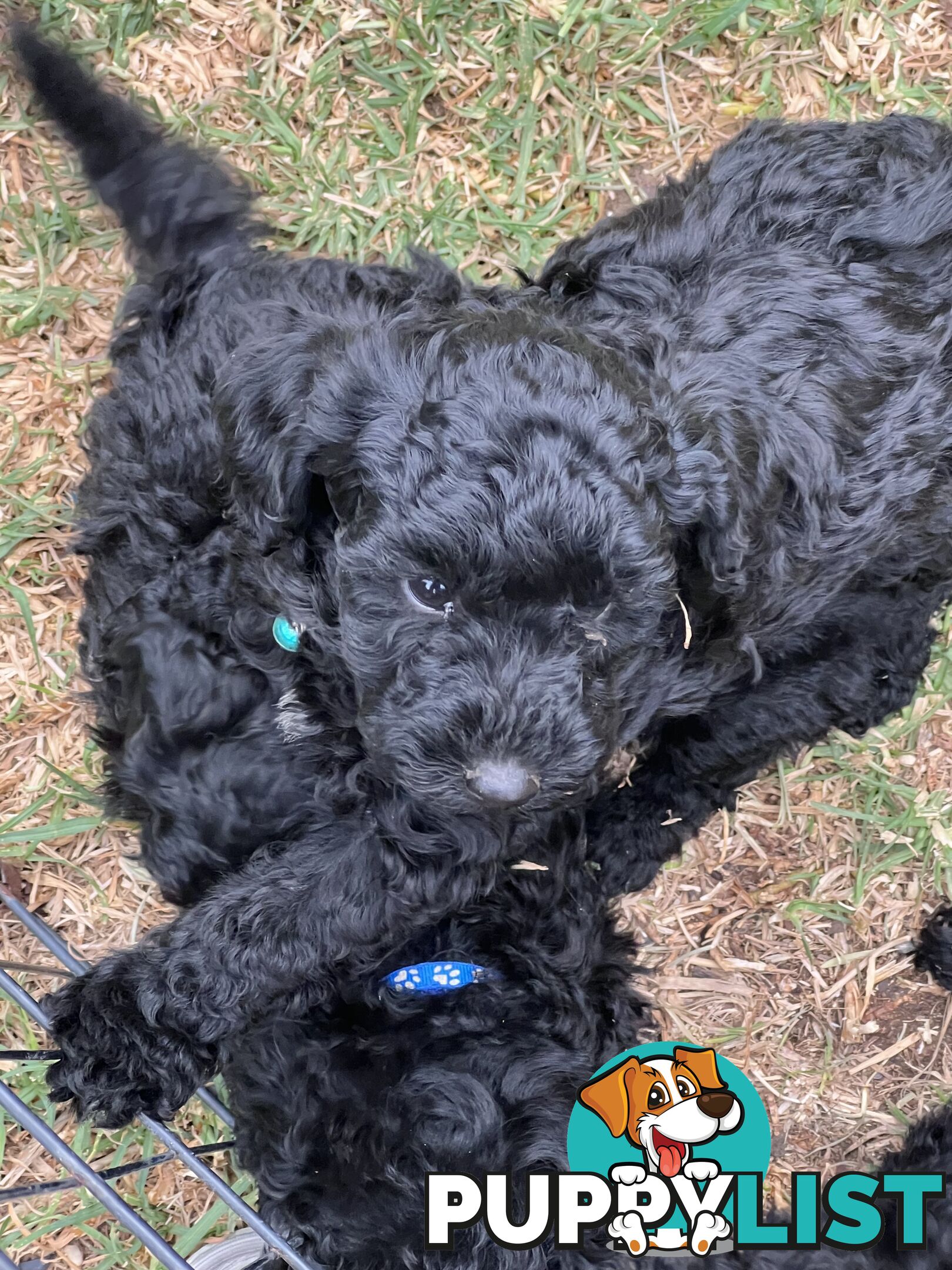 Black Toy Poodle x Cavoodle puppies