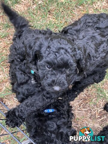 Black Toy Poodle x Cavoodle puppies