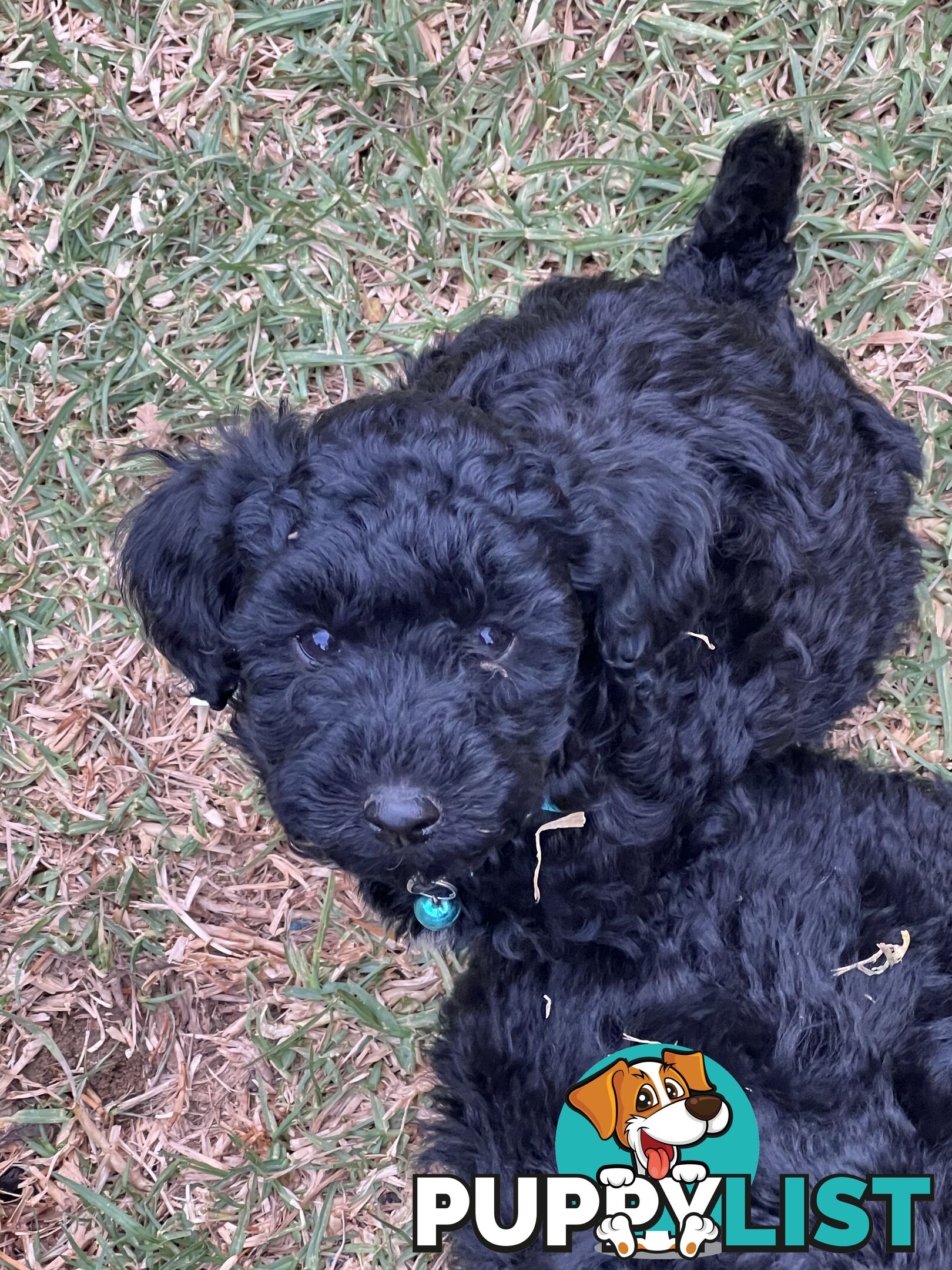 Black Toy Poodle x Cavoodle puppies