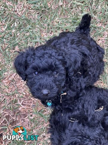 Black Toy Poodle x Cavoodle puppies